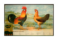 Gallo e pollo