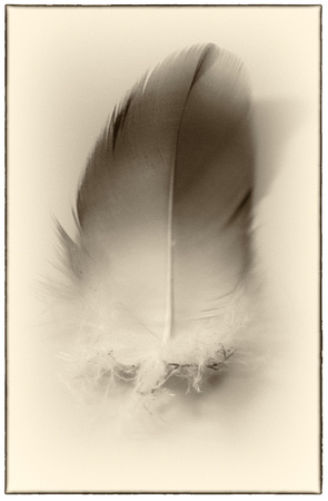 Found Feather - 2009