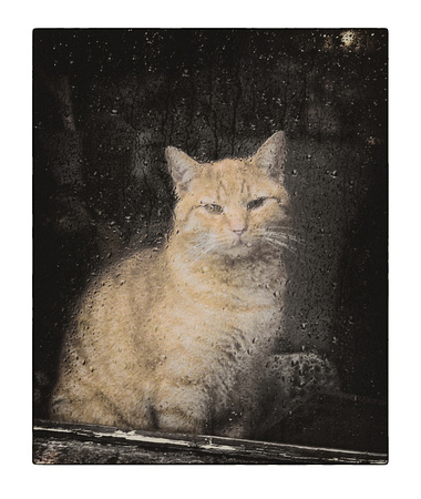 Cat in Window, Chartres, France - 1997